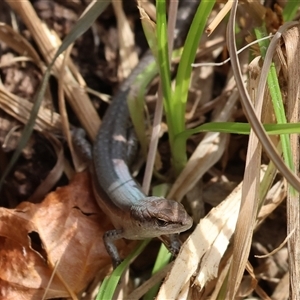 Lampropholis delicata at Wodonga, VIC - 9 Feb 2025 10:36 AM