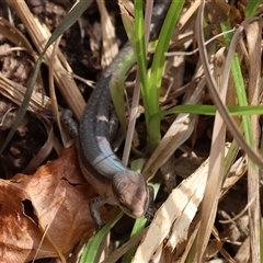 Lampropholis delicata at Wodonga, VIC - 9 Feb 2025 10:36 AM