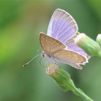 Zizina otis (Common Grass-Blue) at Wodonga, VIC - 9 Feb 2025 by KylieWaldon