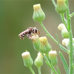 Megachile sp. (several subgenera) at Wodonga, VIC - 9 Feb 2025 by KylieWaldon