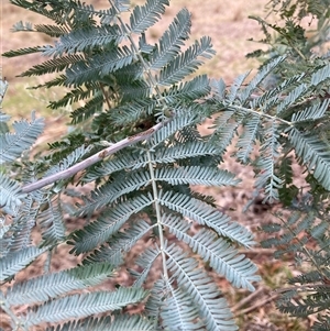 Acacia baileyana x Acacia dealbata (Cootamundra Wattle x Silver Wattle (Hybrid)) at Watson, ACT - 10 Feb 2025 by waltraud