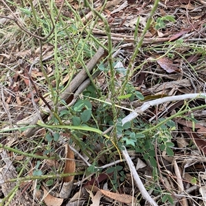 Rosa sp. (A Wild Rose) at Watson, ACT - 10 Feb 2025 by waltraud