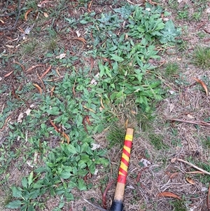 Echium plantagineum (Paterson's Curse) at Watson, ACT - 9 Feb 2025 by waltraud