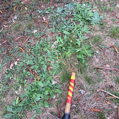 Echium plantagineum (Paterson's Curse) at Watson, ACT - 9 Feb 2025 by waltraud