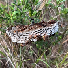 Polistes (Polistella) humilis (Common Paper Wasp) at Orangeville, NSW - Yesterday by belleandjason