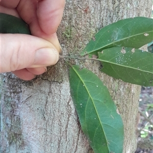 Unidentified Other Tree at Pappinbarra, NSW - 9 Feb 2025 by jonvanbeest