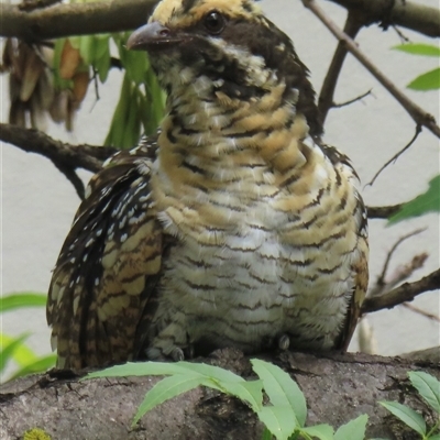 Eudynamys orientalis (Pacific Koel) at Kingston, ACT - 10 Feb 2025 by RobParnell