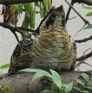 Eudynamys orientalis at Kingston, ACT - 10 Feb 2025 11:42 AM