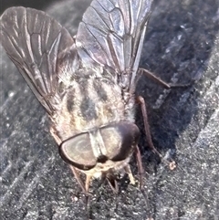 Dasybasis sp. (genus) (A march fly) at Bruce, ACT - Yesterday by JVR