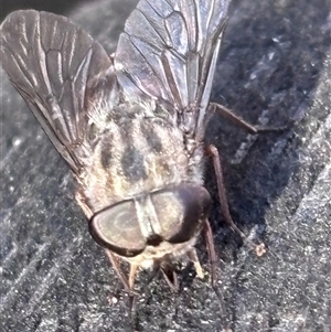 Dasybasis sp. (genus) at Bruce, ACT - 12 Feb 2025 09:35 AM