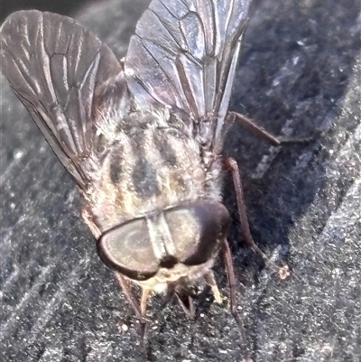 Dasybasis sp. (genus) (A march fly) at Bruce, ACT - 12 Feb 2025 by JVR