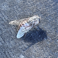 Dasybasis sp. (genus) at Bruce, ACT - 12 Feb 2025 09:35 AM