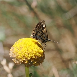 Hesperilla munionga (Alpine Sedge-Skipper) at Cotter River, ACT - 3 Feb 2025 by RAllen