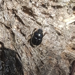 Onthophagus auritus at Bargo, NSW - 20 Jan 2025 by Snows