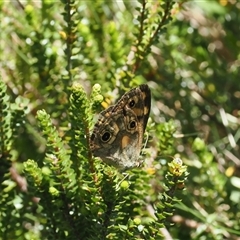 Heteronympha cordace (Bright-eyed Brown) at Cotter River, ACT - 3 Feb 2025 by RAllen