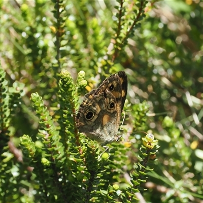 Heteronympha cordace (Bright-eyed Brown) at Cotter River, ACT - 3 Feb 2025 by RAllen