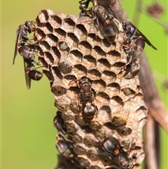 Ropalidia plebeiana (Small brown paper wasp) at Bargo, NSW - 26 Jan 2025 by Snows