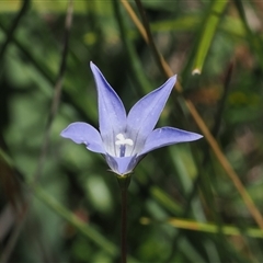 Wahlenbergia ceracea (Waxy Bluebell) at Cotter River, ACT - 3 Feb 2025 by RAllen