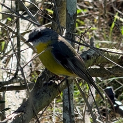 Eopsaltria australis (Eastern Yellow Robin) at Orangeville, NSW - 12 Feb 2025 by belleandjason