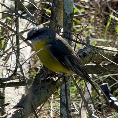 Eopsaltria australis (Eastern Yellow Robin) at Orangeville, NSW - 12 Feb 2025 by belleandjason