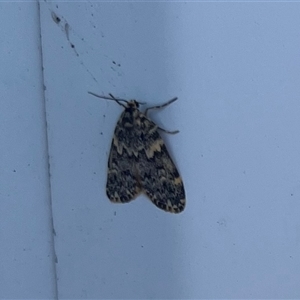 Halone coryphoea at Fyshwick, ACT - 12 Feb 2025 08:15 AM