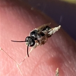 Unidentified Bee (Hymenoptera, Apiformes) at Calwell, ACT - 12 Feb 2025 by Shazw