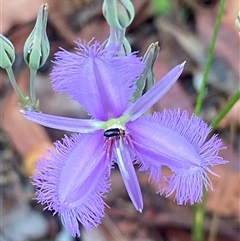 Thysanotus tuberosus subsp. tuberosus (Common Fringe-lily) at Bonny Hills, NSW - 12 Feb 2025 by pls047