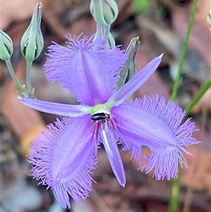 Thysanotus tuberosus subsp. tuberosus at Bonny Hills, NSW - suppressed