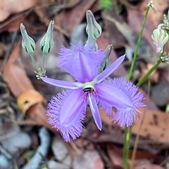 Thysanotus tuberosus subsp. tuberosus at Bonny Hills, NSW - suppressed