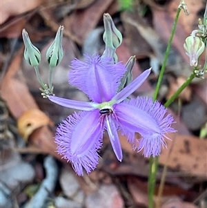 Thysanotus tuberosus subsp. tuberosus at Bonny Hills, NSW - suppressed