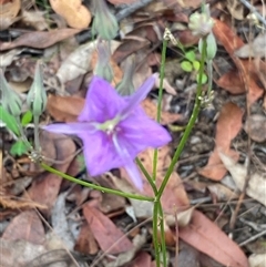 Thysanotus tuberosus subsp. tuberosus at Bonny Hills, NSW - suppressed