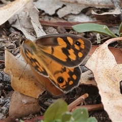 Heteronympha penelope (Shouldered Brown) at Hall, ACT - 11 Feb 2025 by Anna123