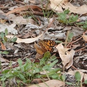 Heteronympha penelope at Hall, ACT - 11 Feb 2025 05:31 PM