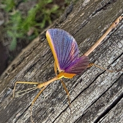 Didymuria violescens (Spur-legged stick insect) at Brindabella, NSW - 5 Feb 2025 by JRCNM