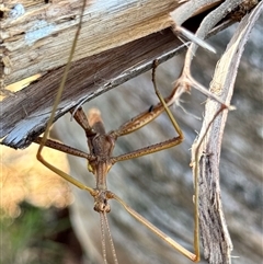 Didymuria violescens at Brindabella, NSW - 5 Feb 2025 03:59 PM