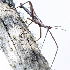 Didymuria violescens at Brindabella, NSW - 5 Feb 2025 03:59 PM