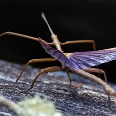 Didymuria violescens at Brindabella, NSW - 5 Feb 2025 03:59 PM