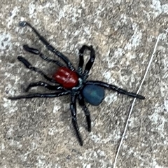 Missulena occatoria (Red-headed Mouse Spider) at Fyshwick, ACT - Yesterday by Zeffie