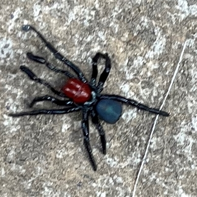 Missulena occatoria (Red-headed Mouse Spider) at Fyshwick, ACT - Yesterday by Zeffie