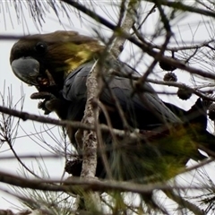 Calyptorhynchus lathami lathami (Glossy Black-Cockatoo) at Buxton, NSW - 2 Apr 2020 by GITM3