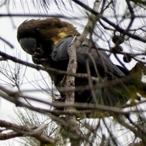 Calyptorhynchus lathami lathami at Buxton, NSW - suppressed