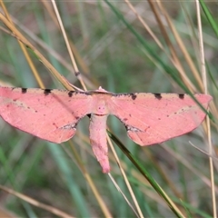 Parepisparis lutosaria (Bright Twisted Moth) at Mittagong, NSW by Span102