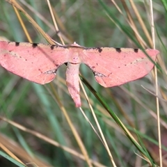 Parepisparis lutosaria at Mittagong, NSW - suppressed