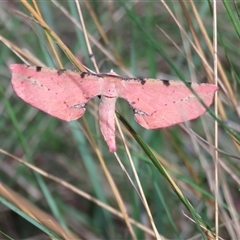 Parepisparis lutosaria at Mittagong, NSW - suppressed