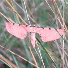Parepisparis lutosaria at Mittagong, NSW - suppressed