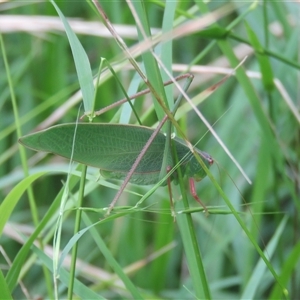 Torbia viridissima at Mittagong, NSW - suppressed