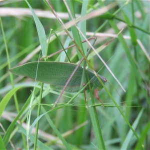 Torbia viridissima at Mittagong, NSW - suppressed