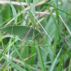 Torbia viridissima at Mittagong, NSW - suppressed