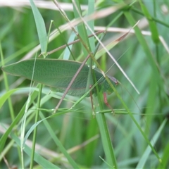 Torbia viridissima at Mittagong, NSW - suppressed