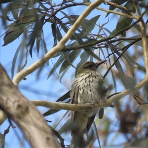 Oriolus sagittatus at Mittagong, NSW - suppressed